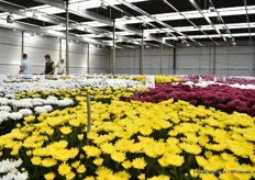 At Deliflor, the neigbours, the Delishow was organized. 